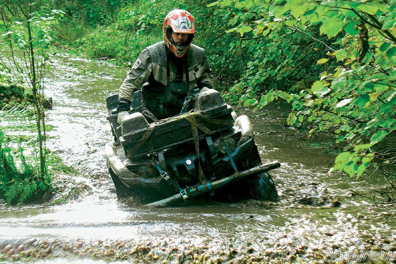 Тяжеловоз рысистой породы 