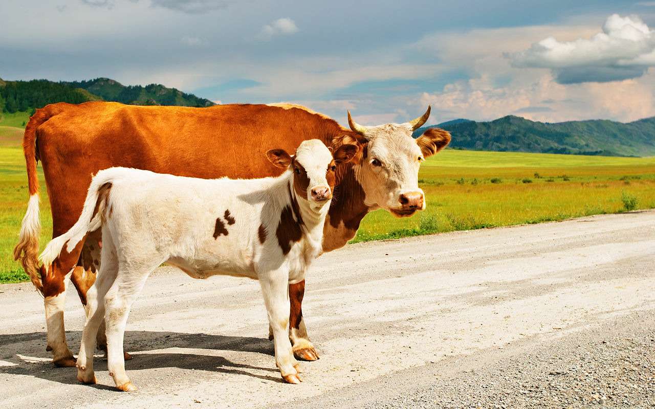 В Ульяновске за нарушение ПДД оштрафовали… коров