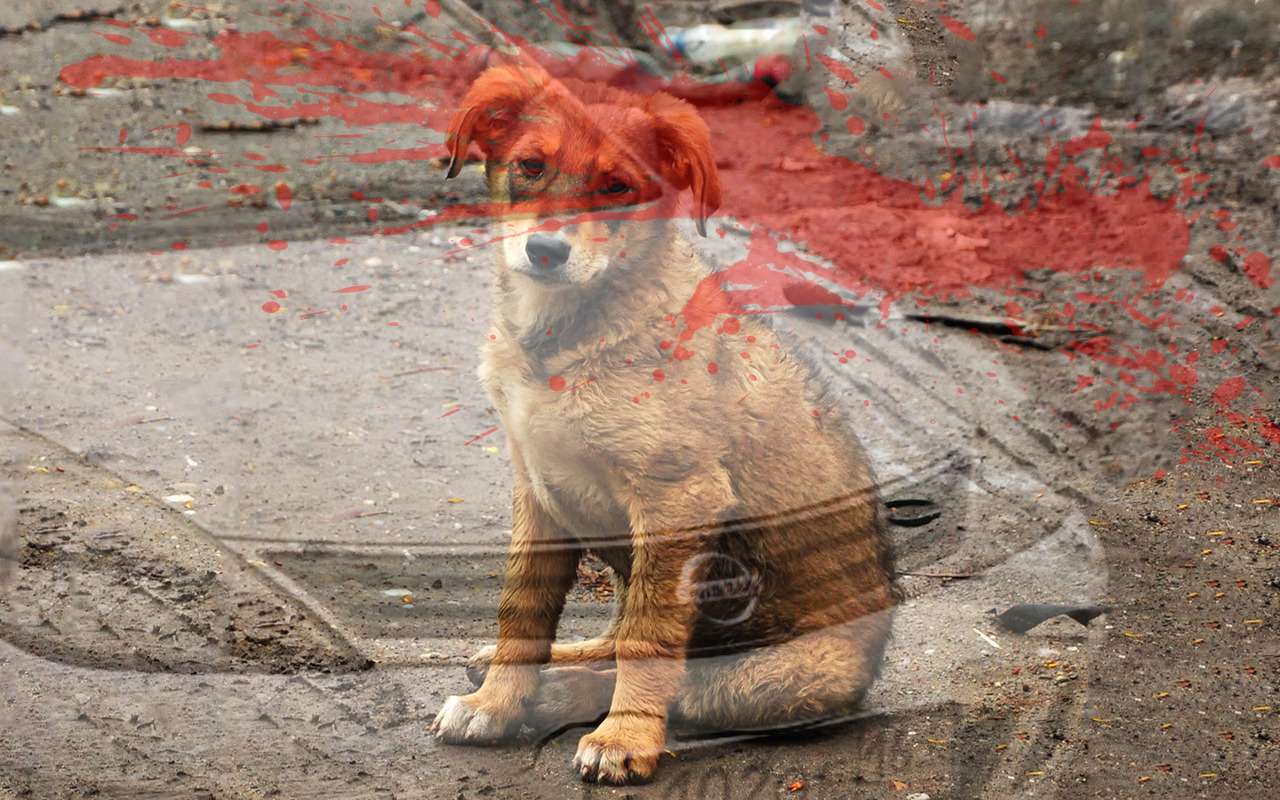 Водитель, ездивший с мертвой собакой в бампере, оказался депутатом