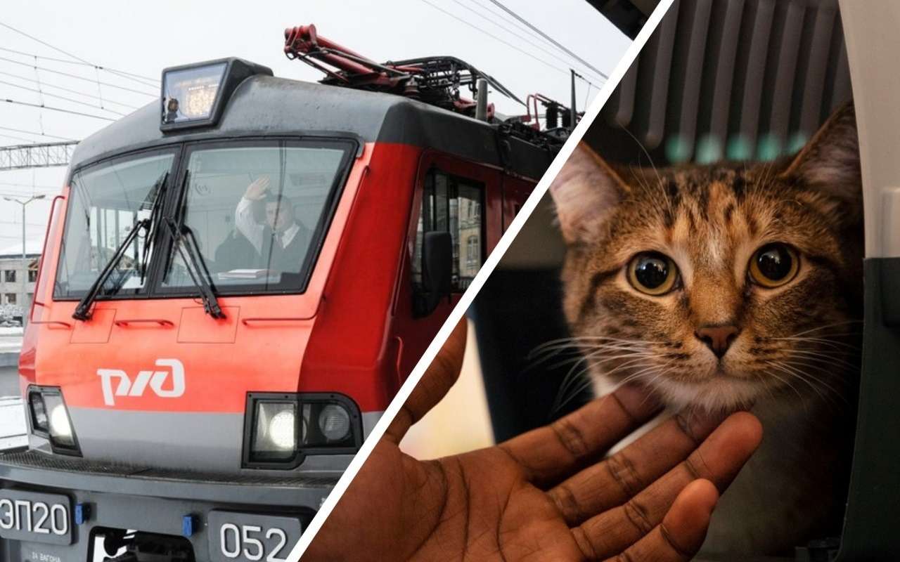 В РЖД поставили точку в инциденте с погибшим котом, которого «высадили» из поезда