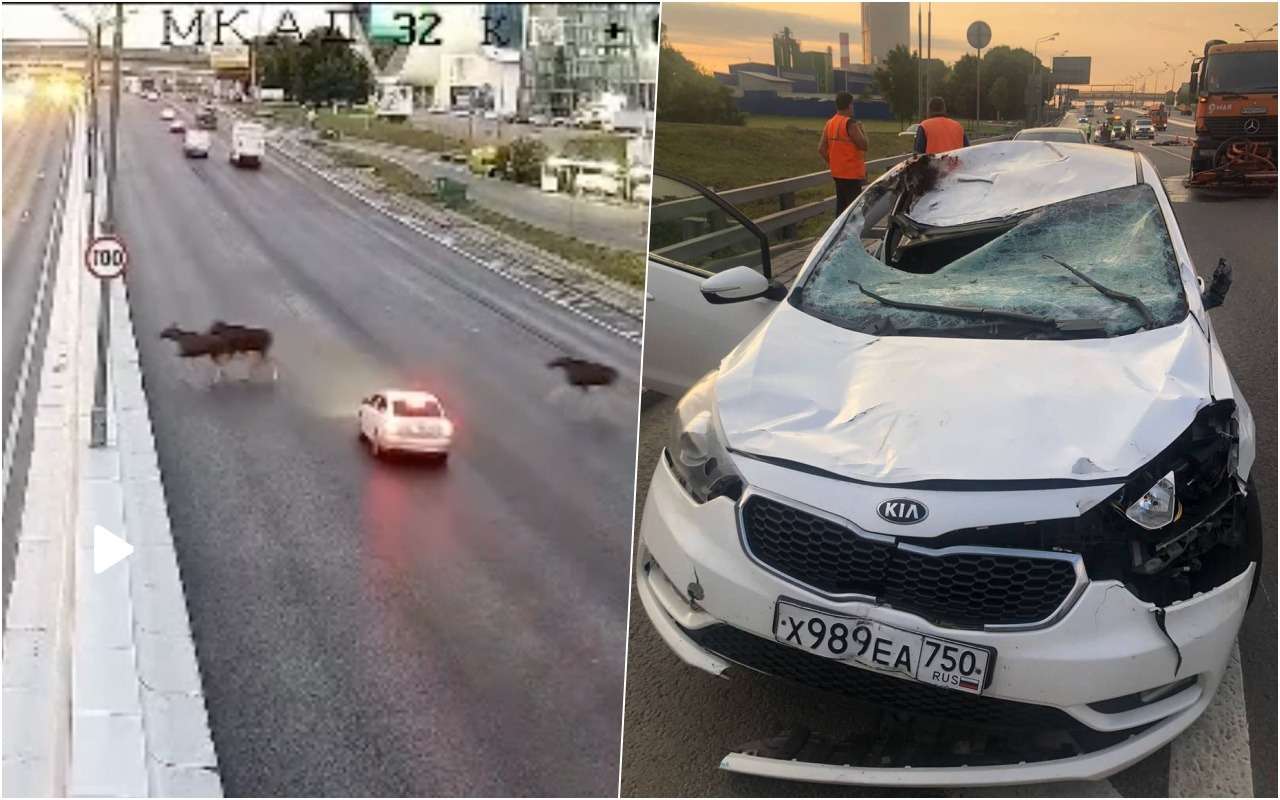 Лоси пытались перебежать МКАД, но попали под машину