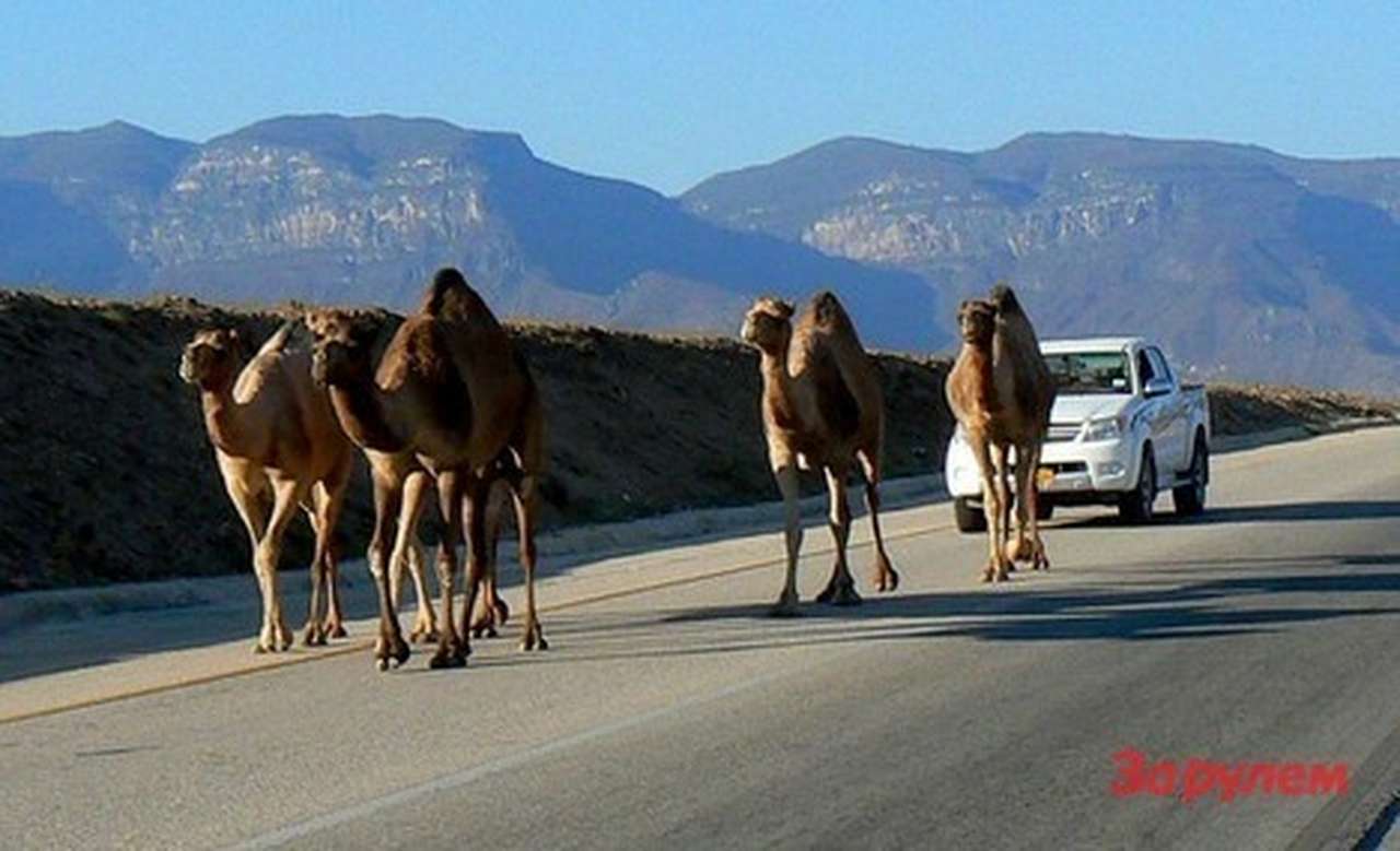 В Казахстане могут ввести светоотражатели для «живого транспорта»