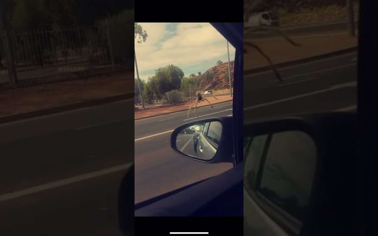 Ядовитый паук на машине, но водителю помогли с ним справиться