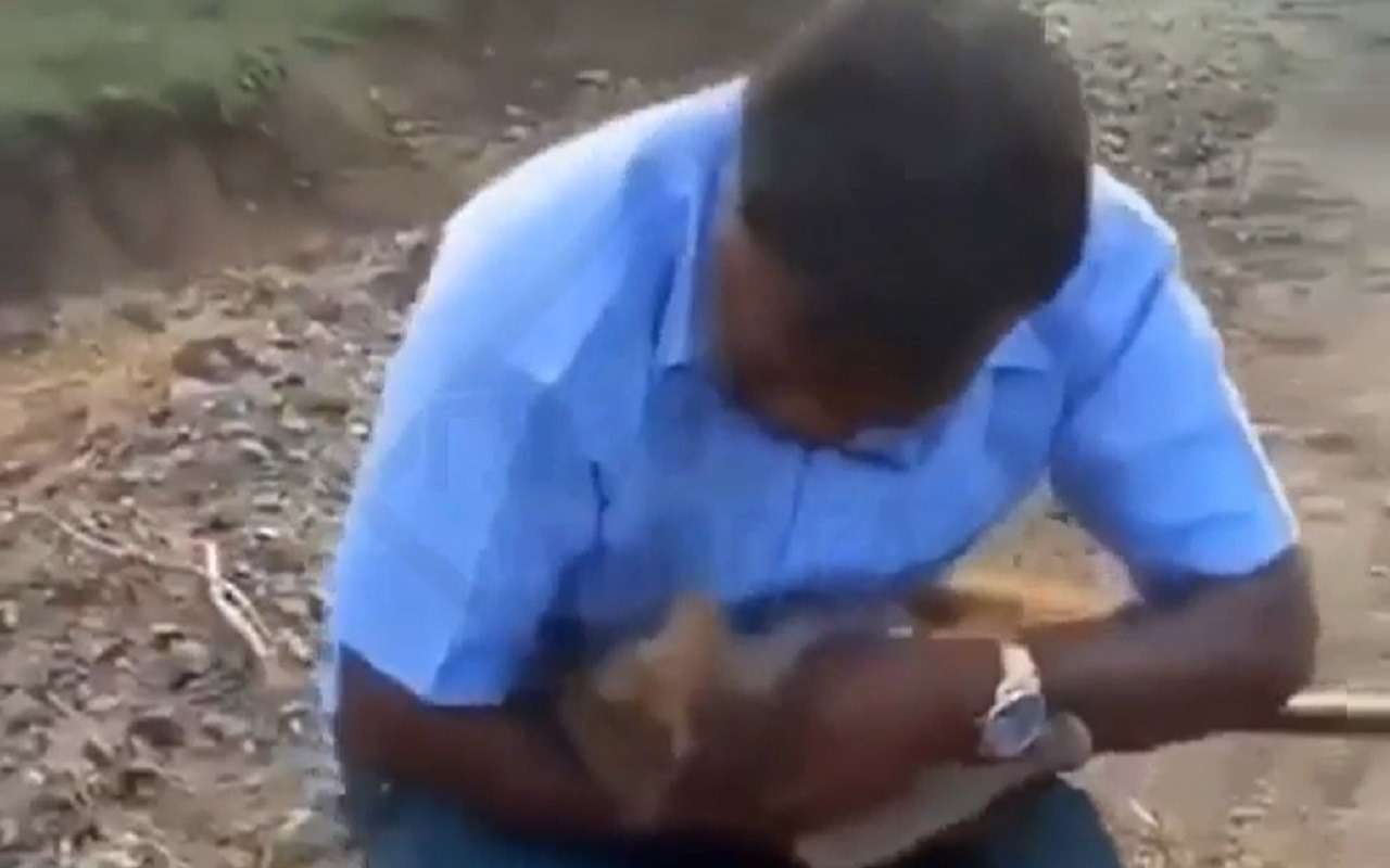 Таксист откачал бездыханную обезьяну (видео)