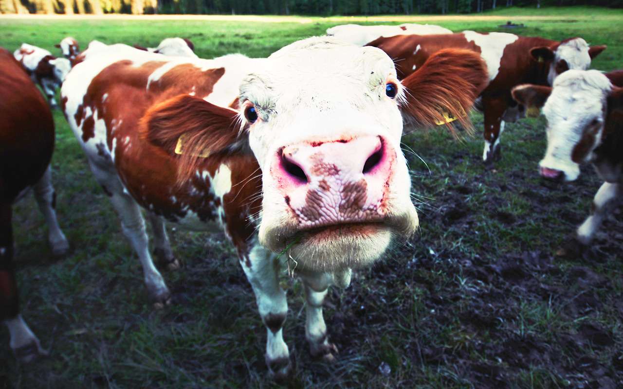 Заводы BMW будут работать на навозе и помете