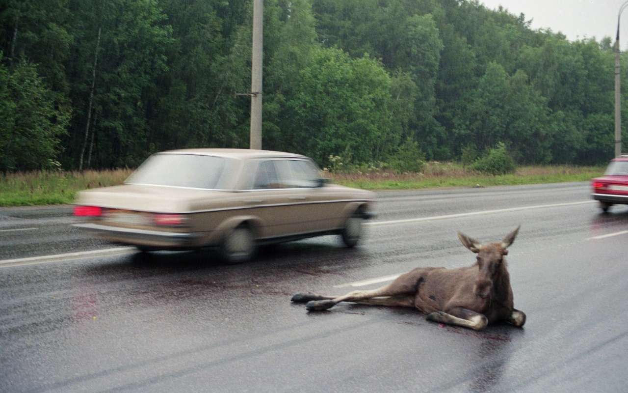 Опасные встречи: на подмосковных трассах появится защита от диких животных