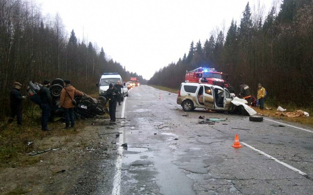 Крокодил, питон, еж и морская свинка: они выжили в смертельном ДТП
