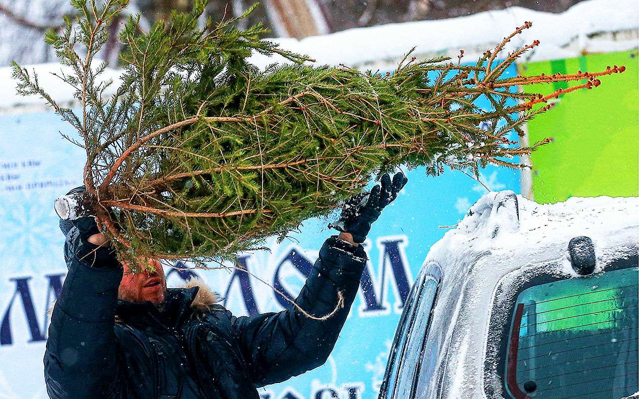 Везете елку? Готовьтесь к проверке ГИБДД!