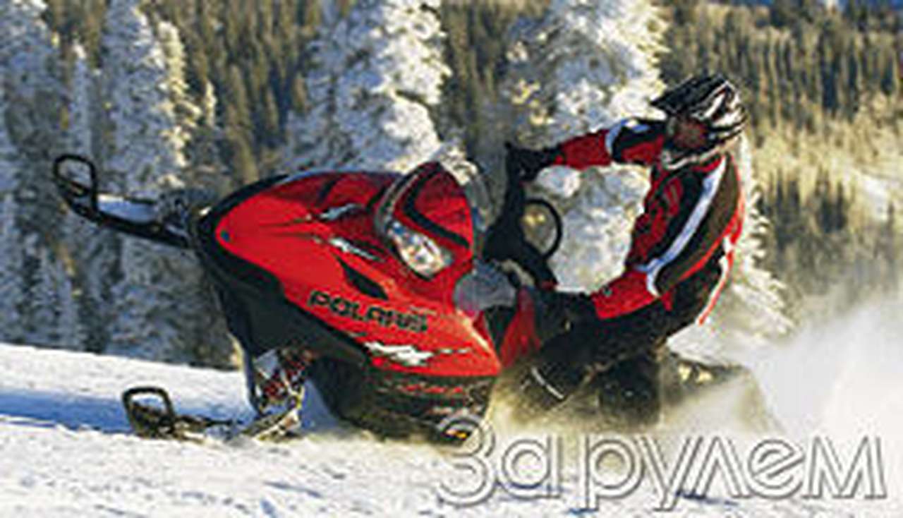 Полярный волк