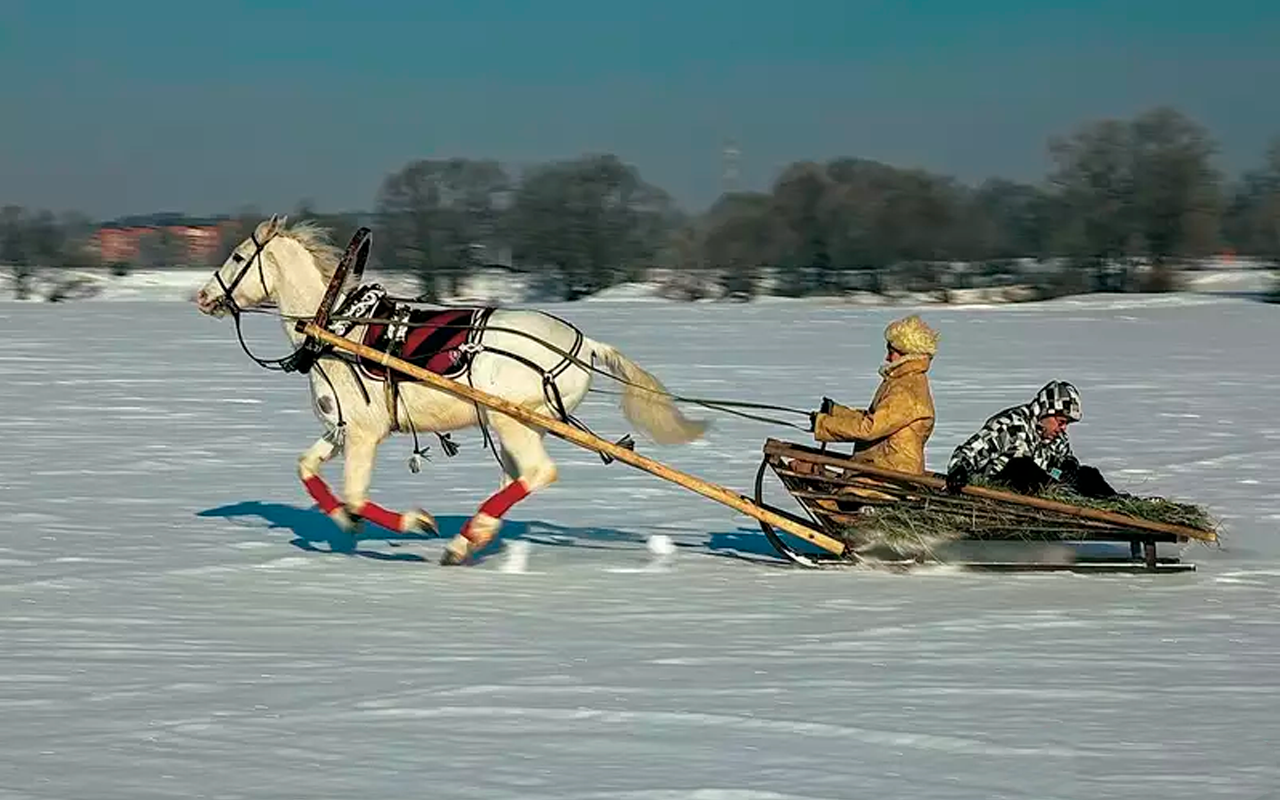 Лошадь, драка, два сотрясения: необычное ДТП в Башкирии