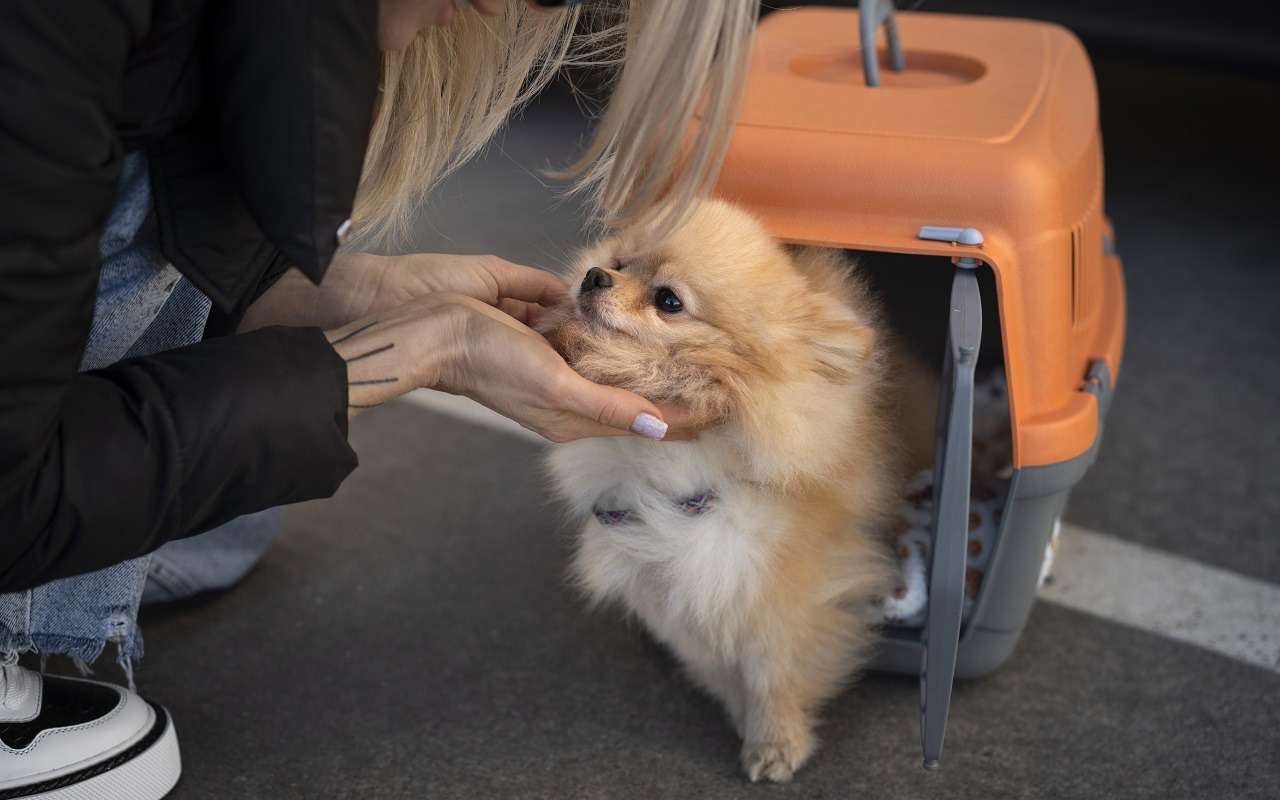 В отпуск с любимым питомцем: «Аэрофлот» разрешил брать в самолет животных