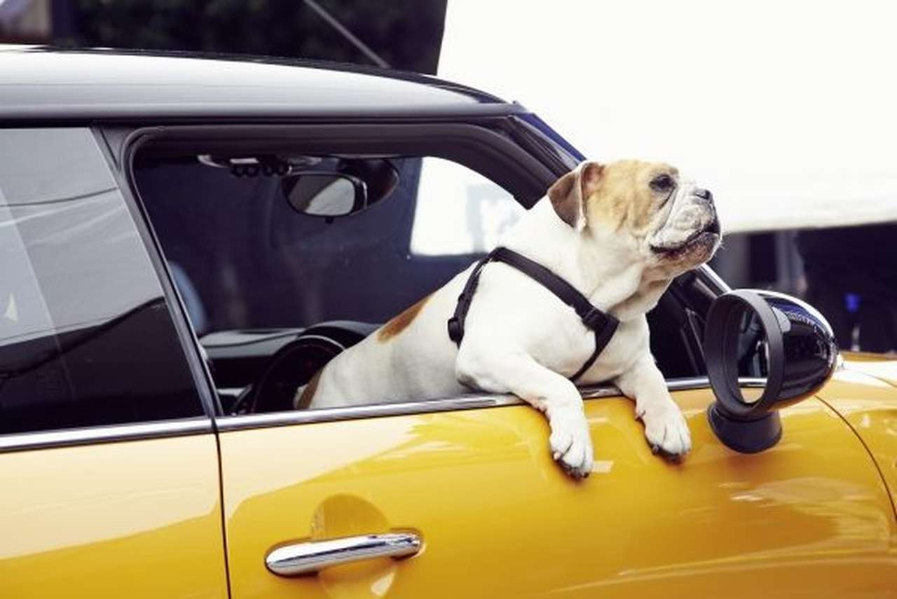 Новый MINI будет представлять бульдог