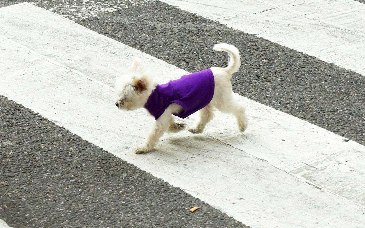 Вот как надо переходить дорогу - учитесь у песика (видео - огонь!)