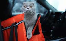 В Москве возбудили уголовное дело за животное в машине
