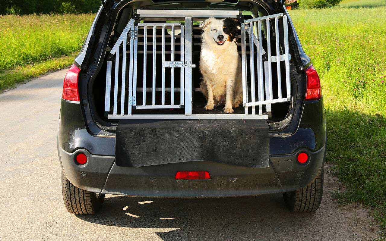 Ваша собака пролает «спасибо»: 13 полезных штук для путешествий