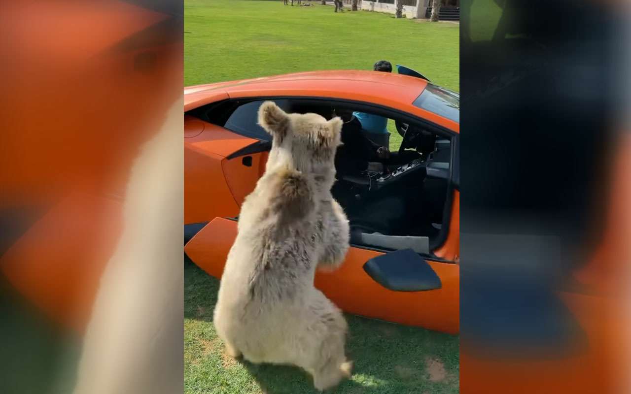 Дружелюбный медведь оторвал дверь Lamborghini — видео