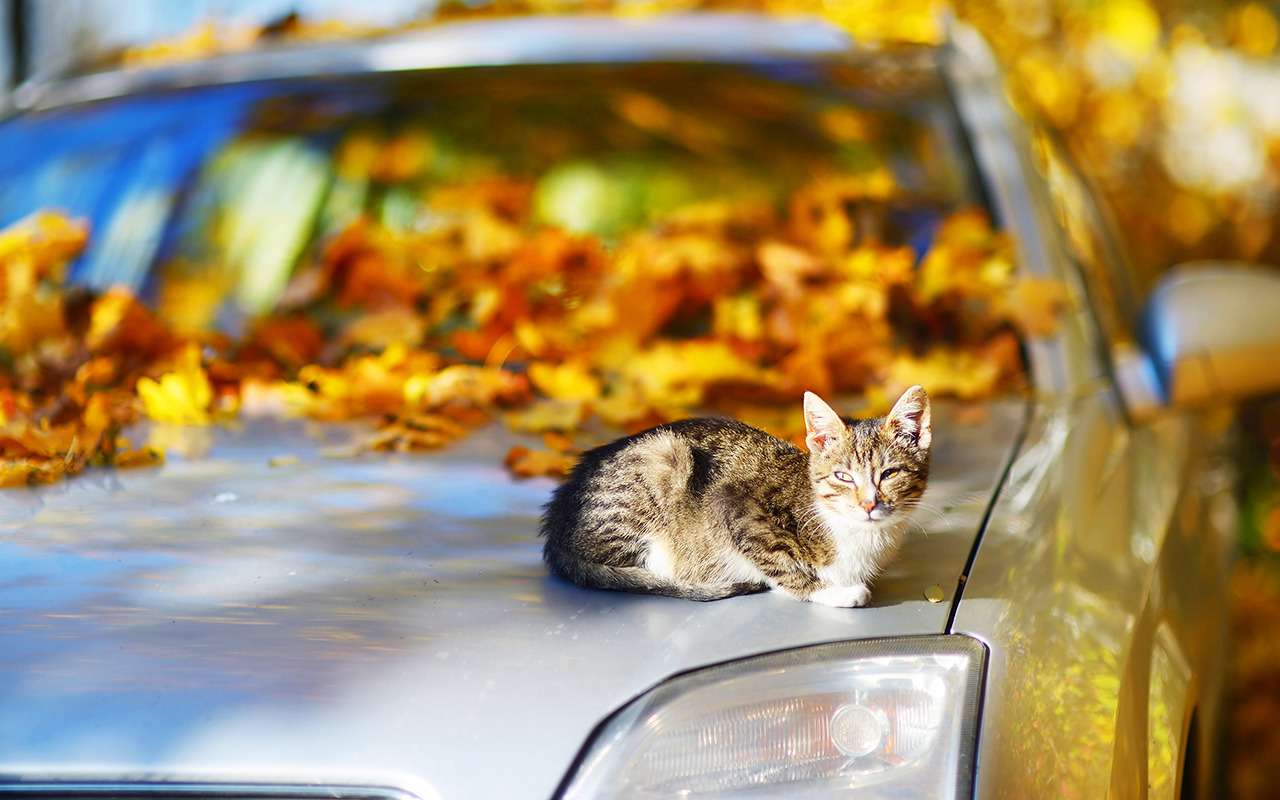 Листва, силикон и аккумулятор: вот о чем стоит помнить в октябре