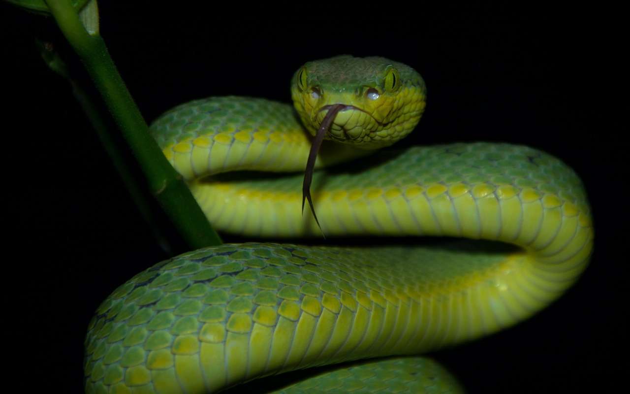 Just snake