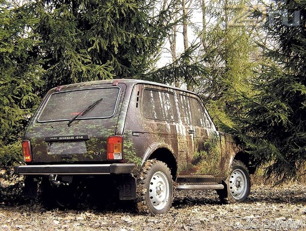 Баклажан под елками