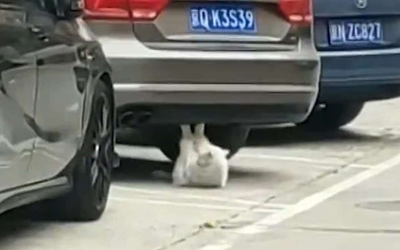 Автомобиль - как тренажер для кота. Такое только в Китае бывает?