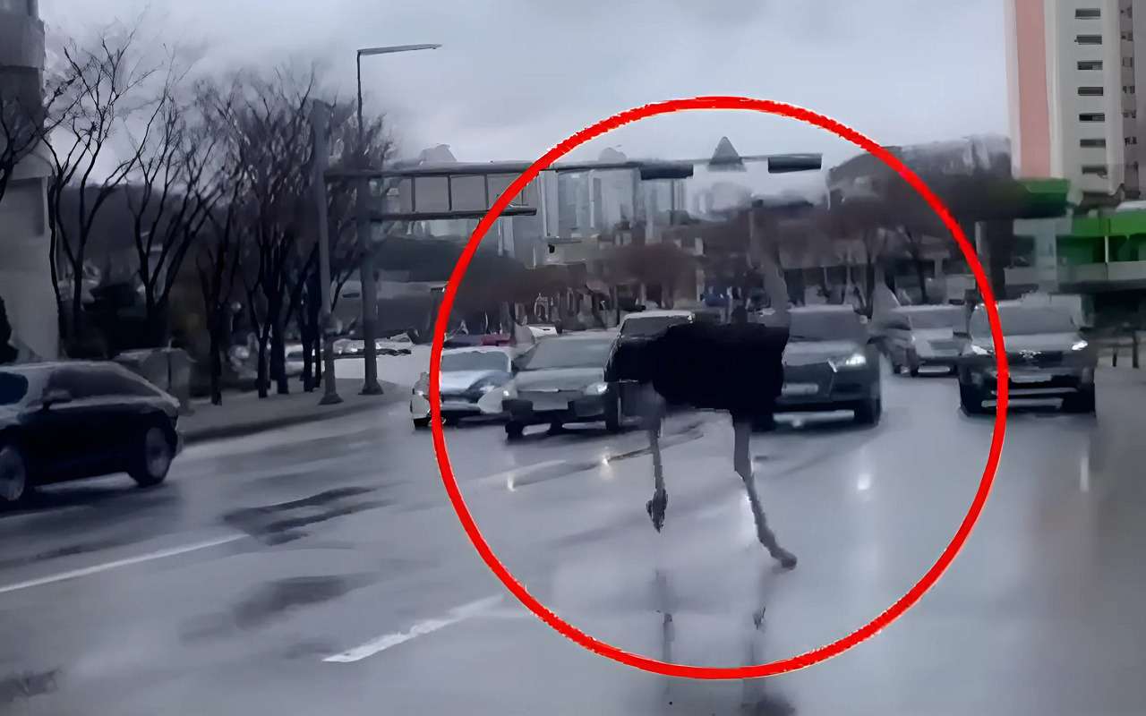 Страус сбежал из зоопарка и спровоцировал два ДТП (видео)