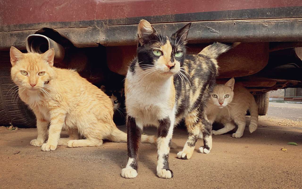 Полный привод, приучен к лотку: что, если представить кошку как автомобиль?