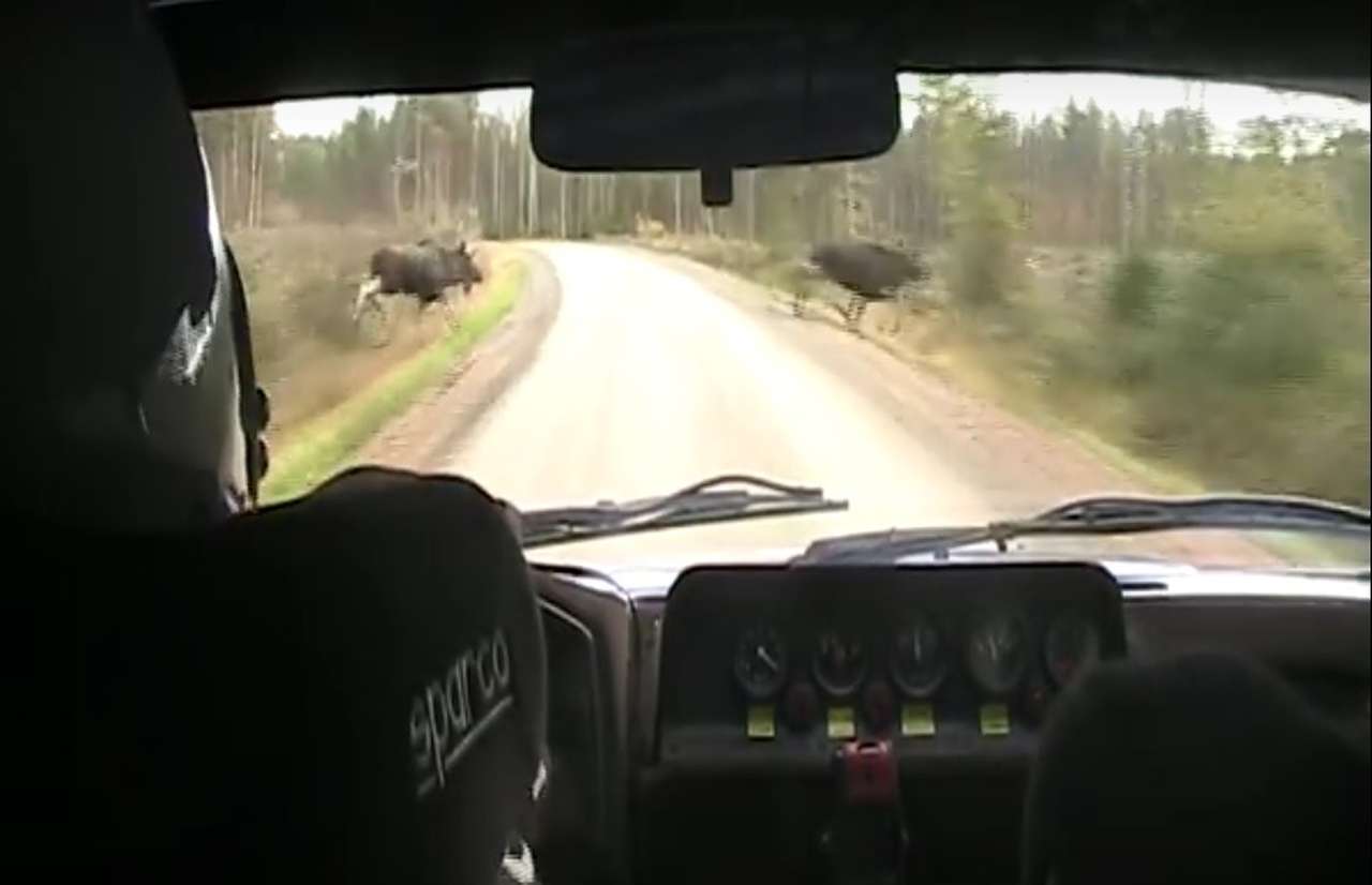 Ралли и лоси: пострадавших нет