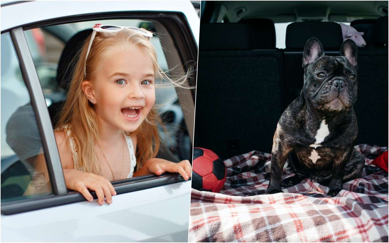 В авто ни людей, ни животных — новое устройство это гарантирует