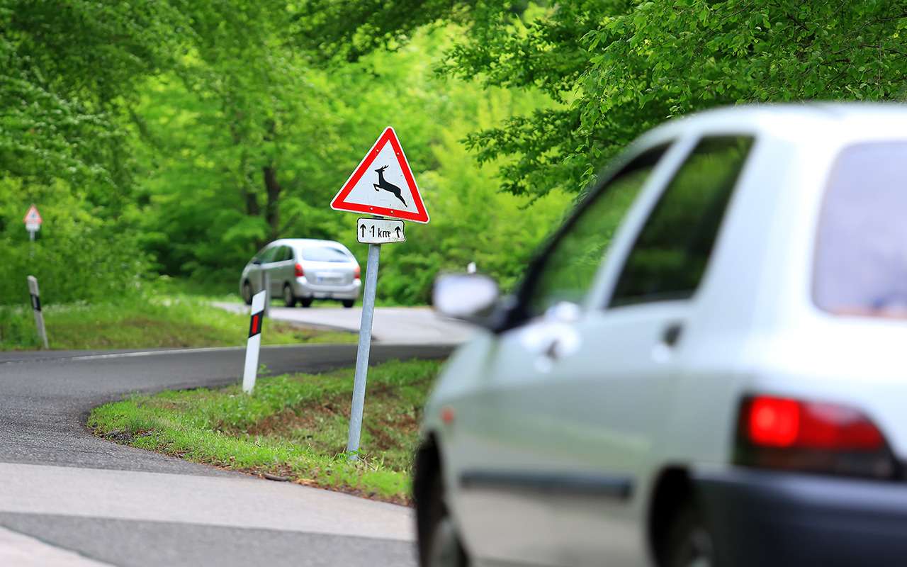 Страховщики рассказали, во сколько обойдется встреча с лосем, собакой или кабаном