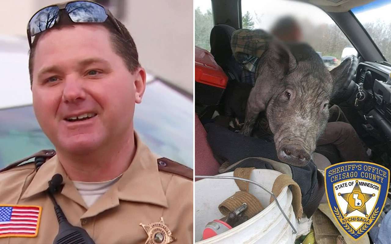 Как не надо перевозить домашний скот — инструкция для фермеров и не только