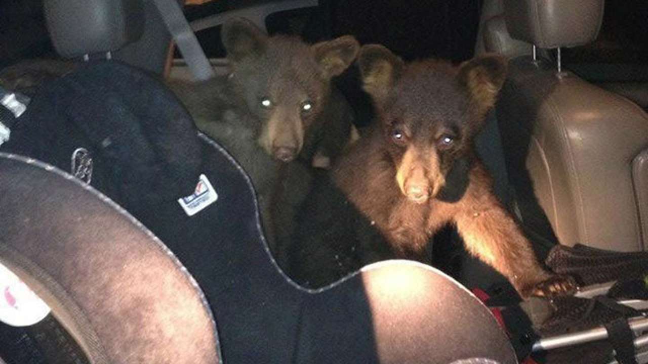 В Колорадо в машину забрались сразу три медведя