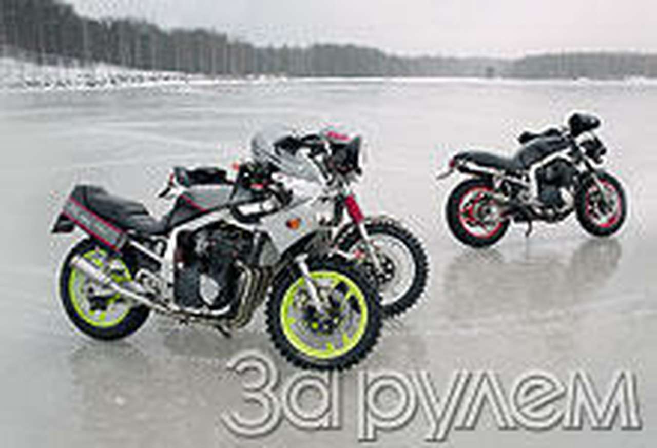 Коровы* на льду