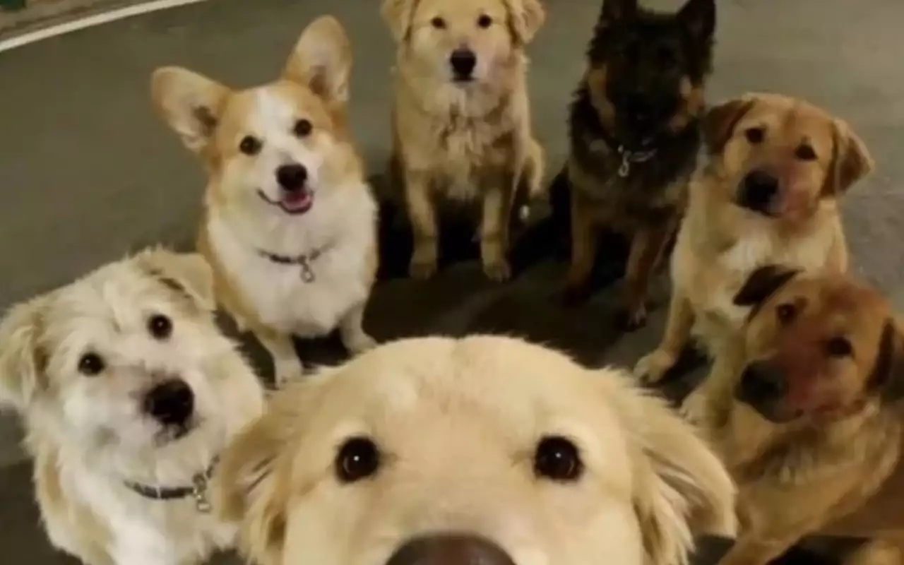 7 собак на автотрассе — трогательная история из Китая