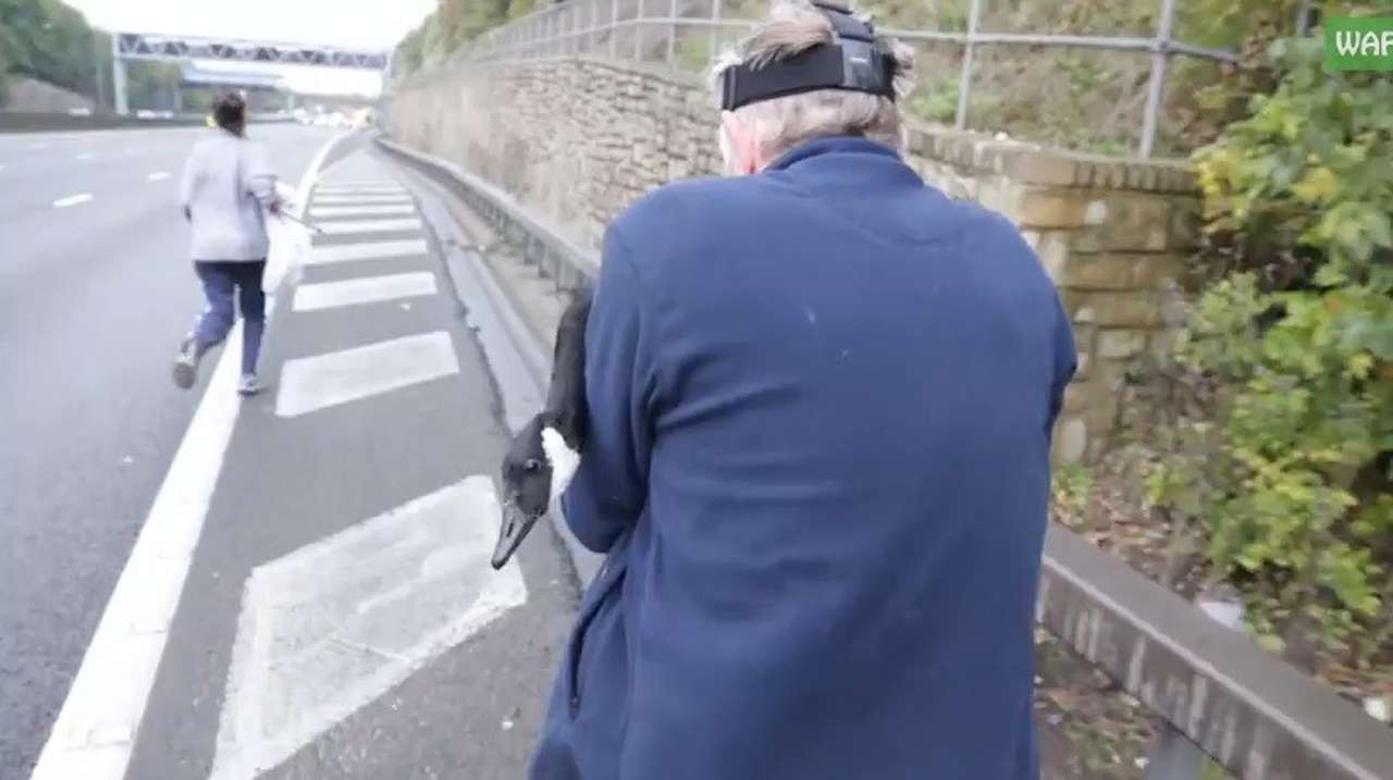 Гусь остановил движение на скоростном шоссе (ВИДЕО)