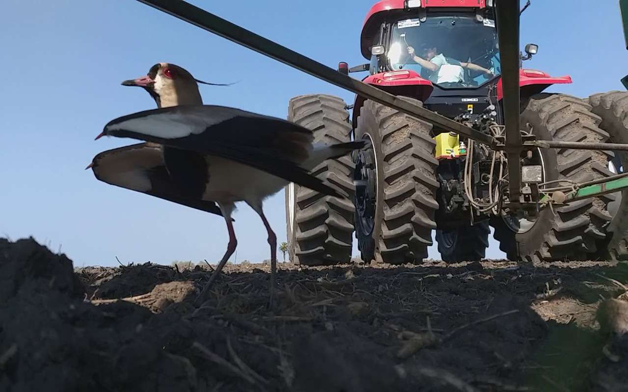 Птичку жалко! Фермер поднял трактор ради спасения пернатой