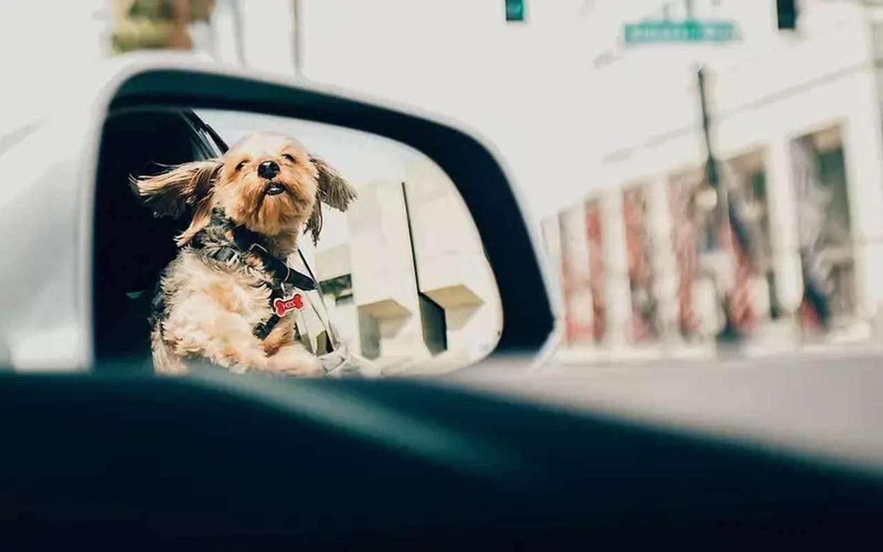 Автомобилистка завела необычное домашнее животное