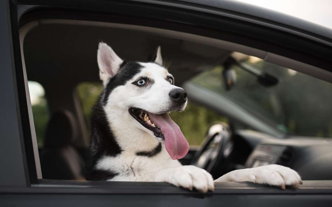 Как перевозить собаку, чтобы не попасть на штраф