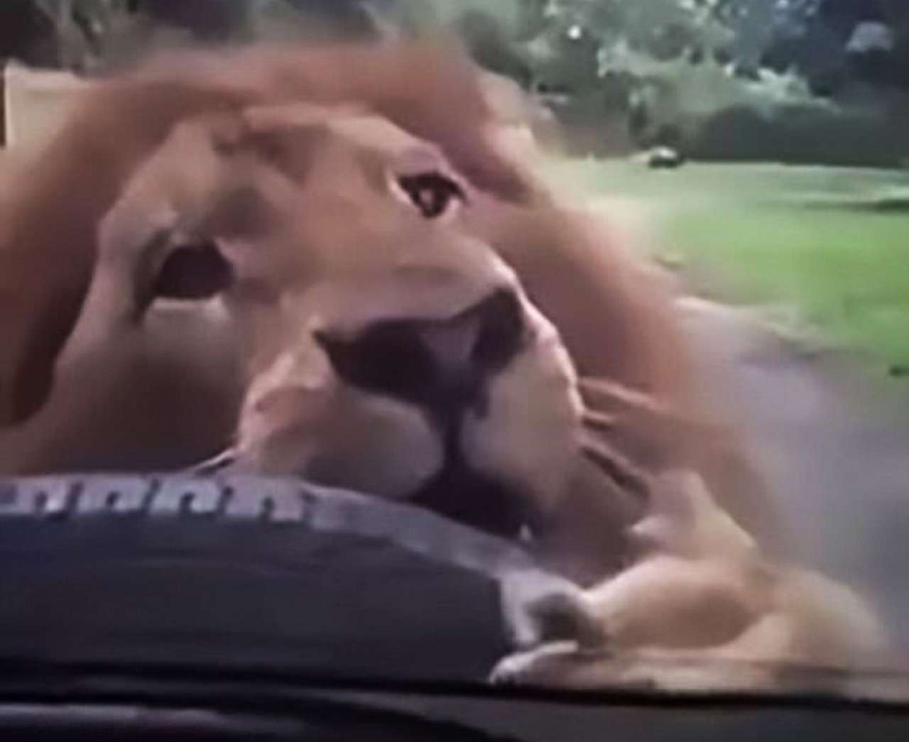 Лев позавтракал автомобильной запаской. Львица смотрела с недоумением