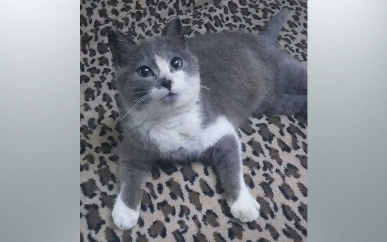 Кошка-путешественница проехала 100 километров на подвеске колеса