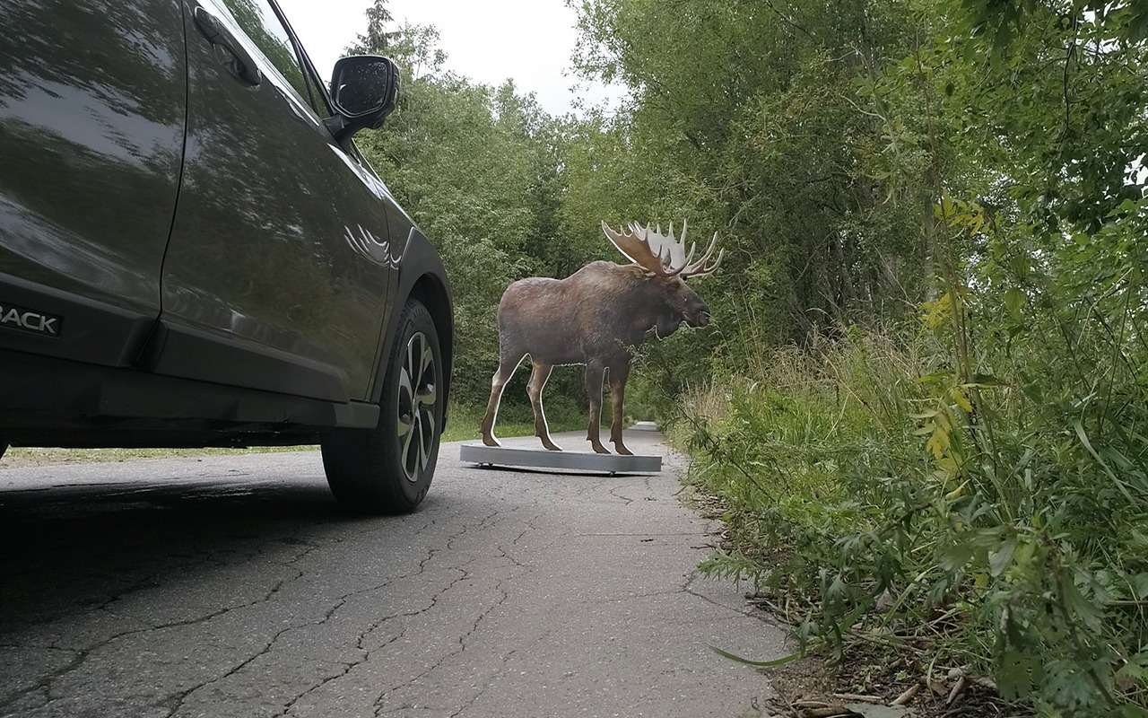 Лось выходит на дорогу: водителей предупредили о возросшей опасности