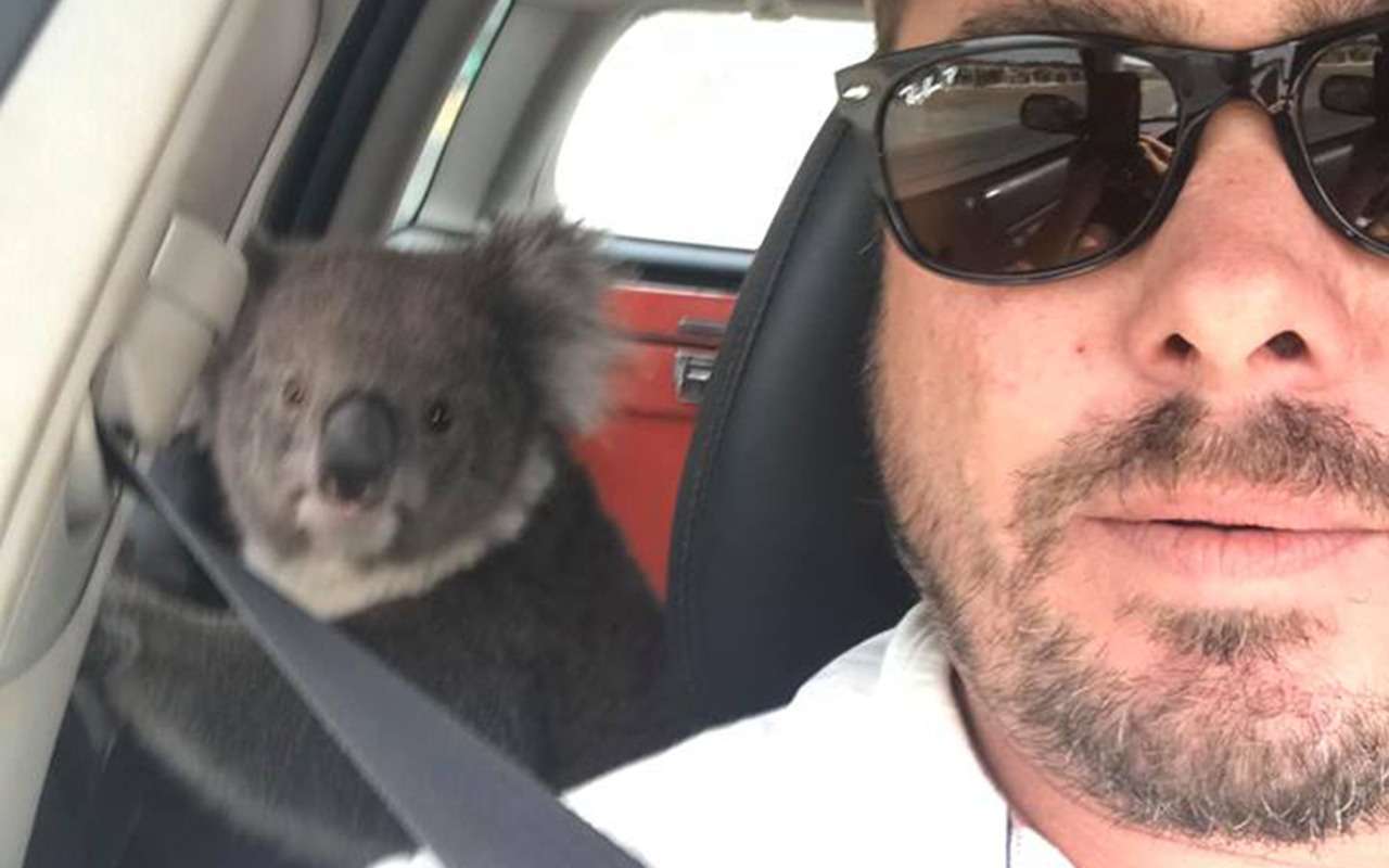 Милота: очень вежливый водитель уговаривает коалу