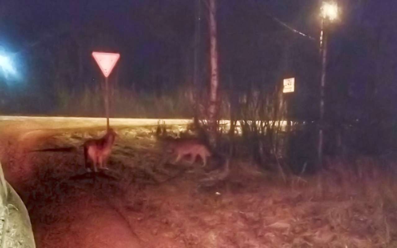 Они настоящие: волки преградили дорогу автомобилю