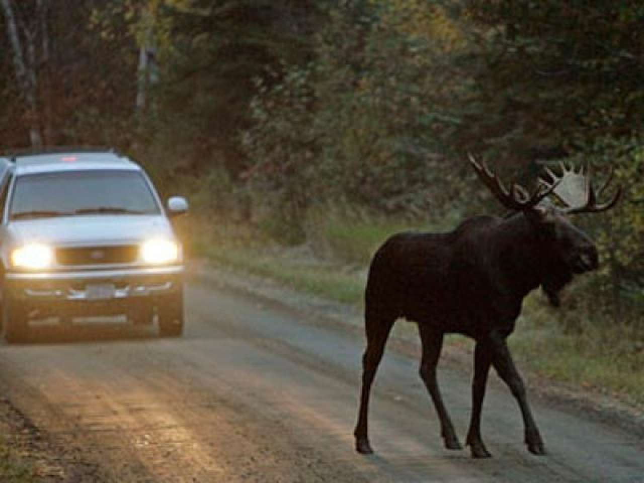 Прокуратура МО взыскала ущерб с автовладельцев за сбитых на дороге животных