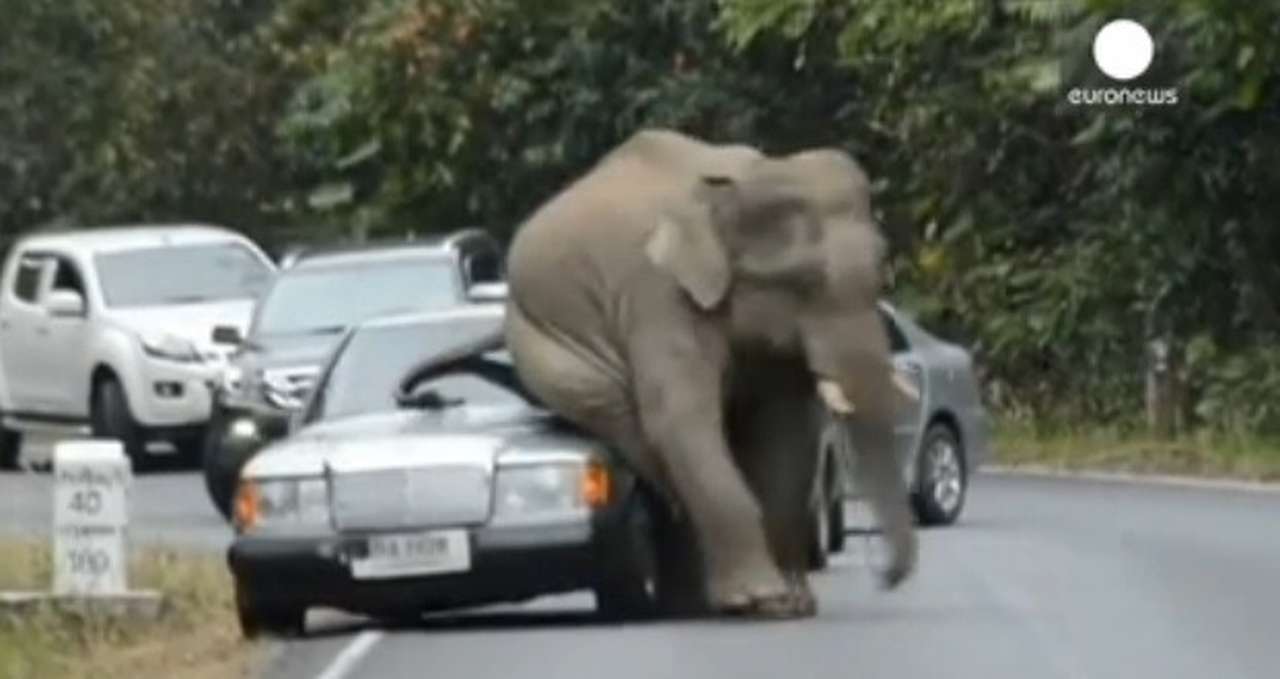 Слон-«автолюбитель» раздавил несколько машин (ВИДЕО)