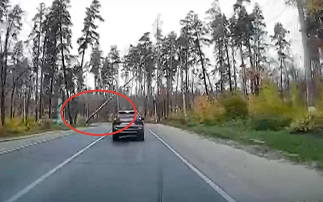 Стоящая на обочине сосна упала на оживленную трассу (видео)