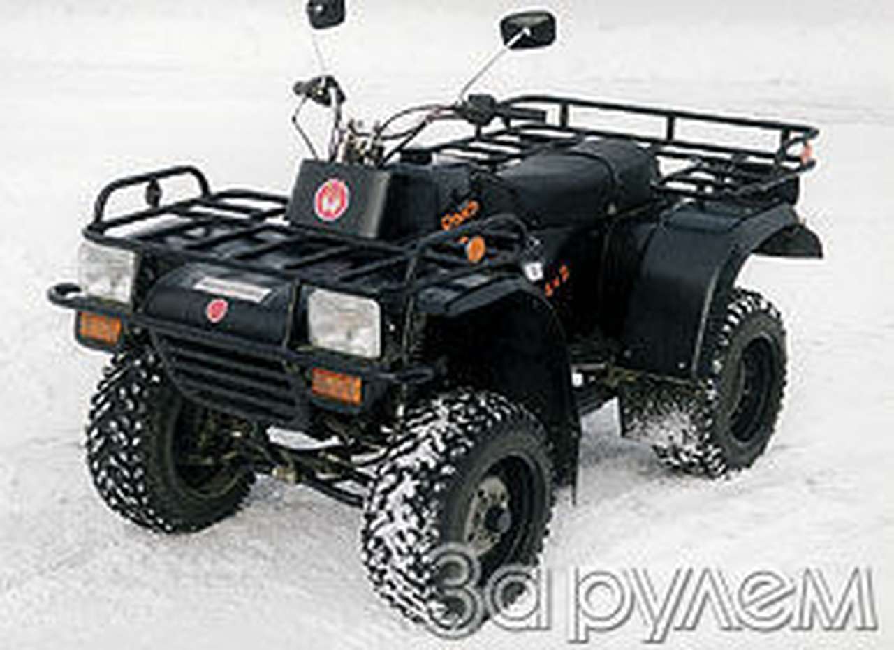 Кошка гуляет сама по себе