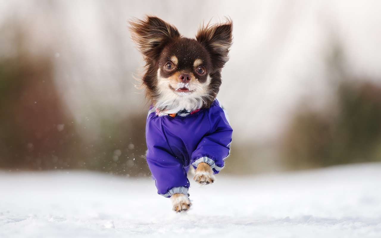 Машину вы к зиме подготовили! А про собаку не забыли?