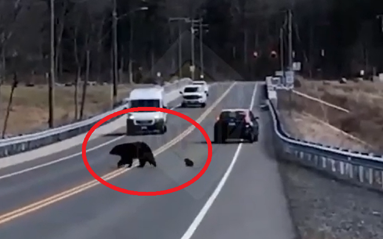 Милота дня: медведица переводит медвежонка через дорогу (видео)