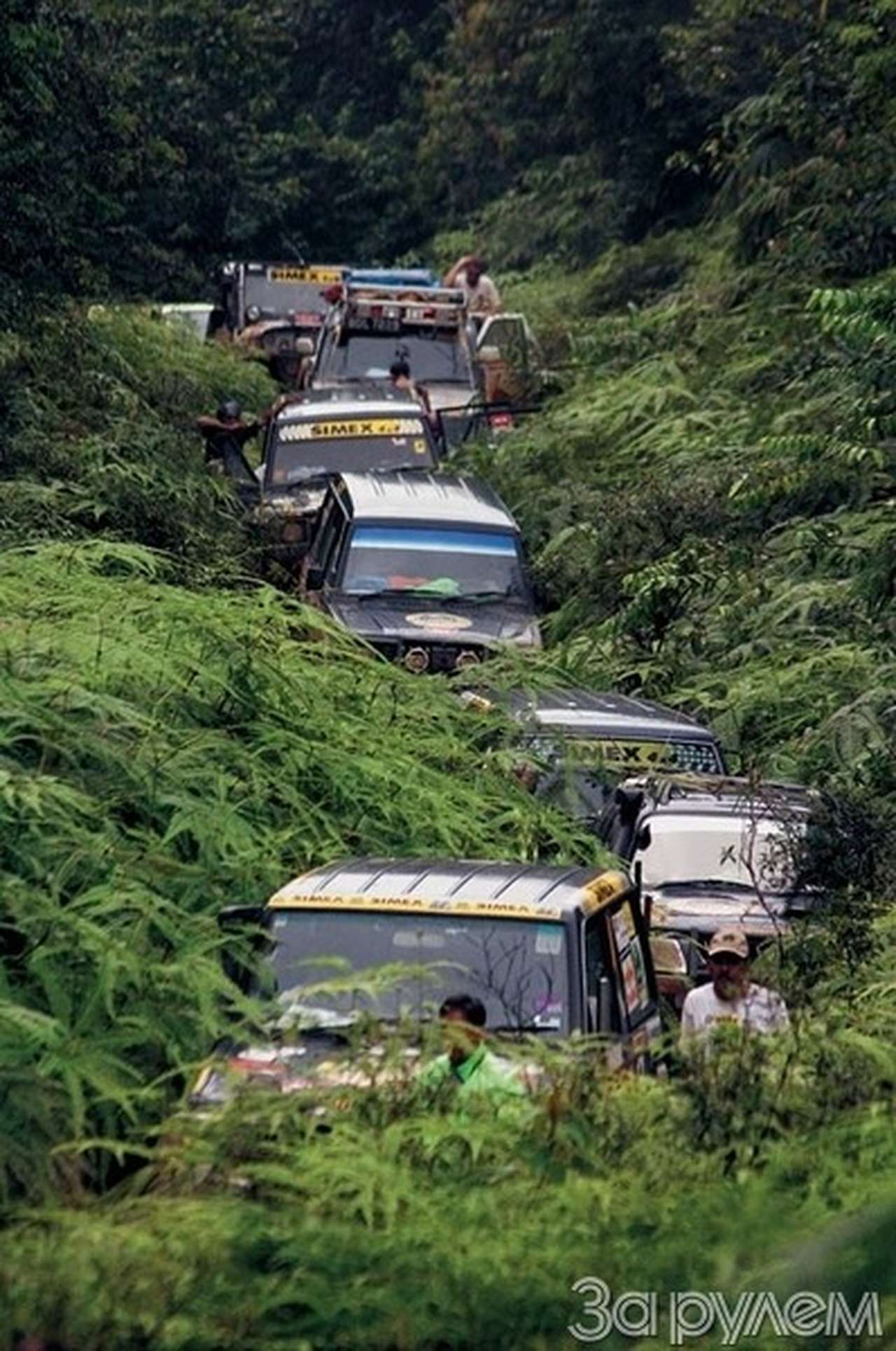 Вызов дождливому лесу