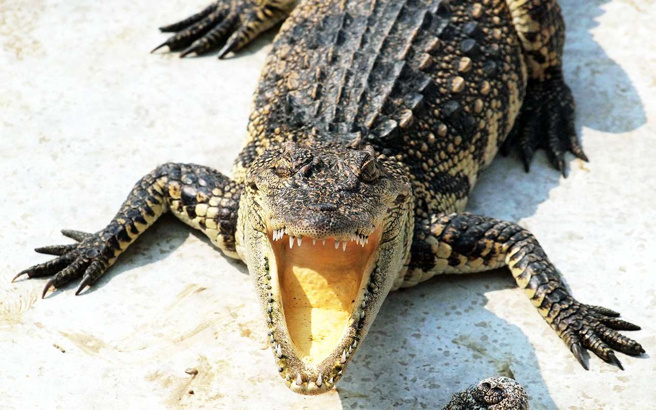 Внезапное нападение: от крокодилов туристов спас только автомобиль